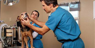 Abbeywood Veterinary Clinic